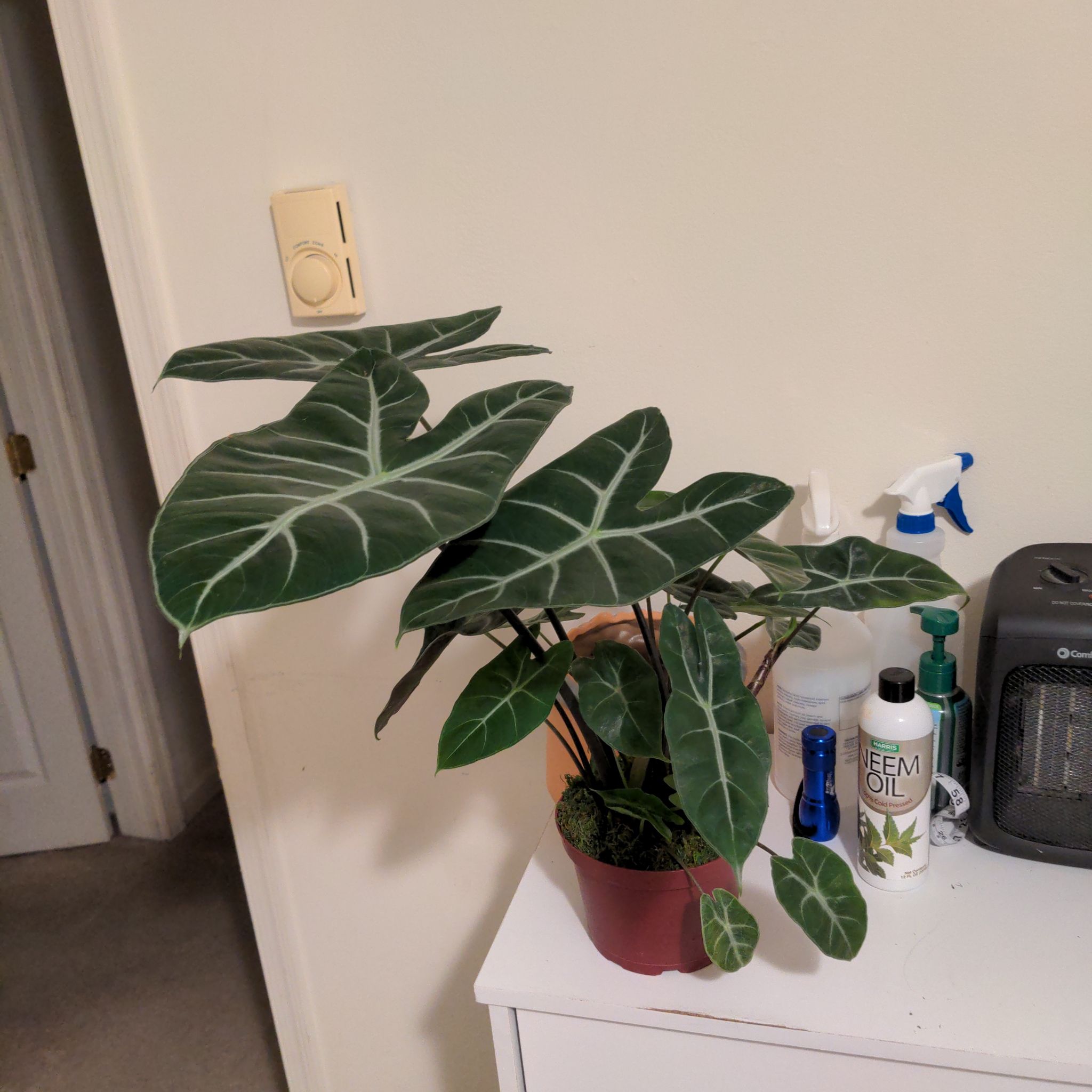 Healthy Alocasia longiloba plant with vibrant green leaves and white veins in a pot on a white surface.