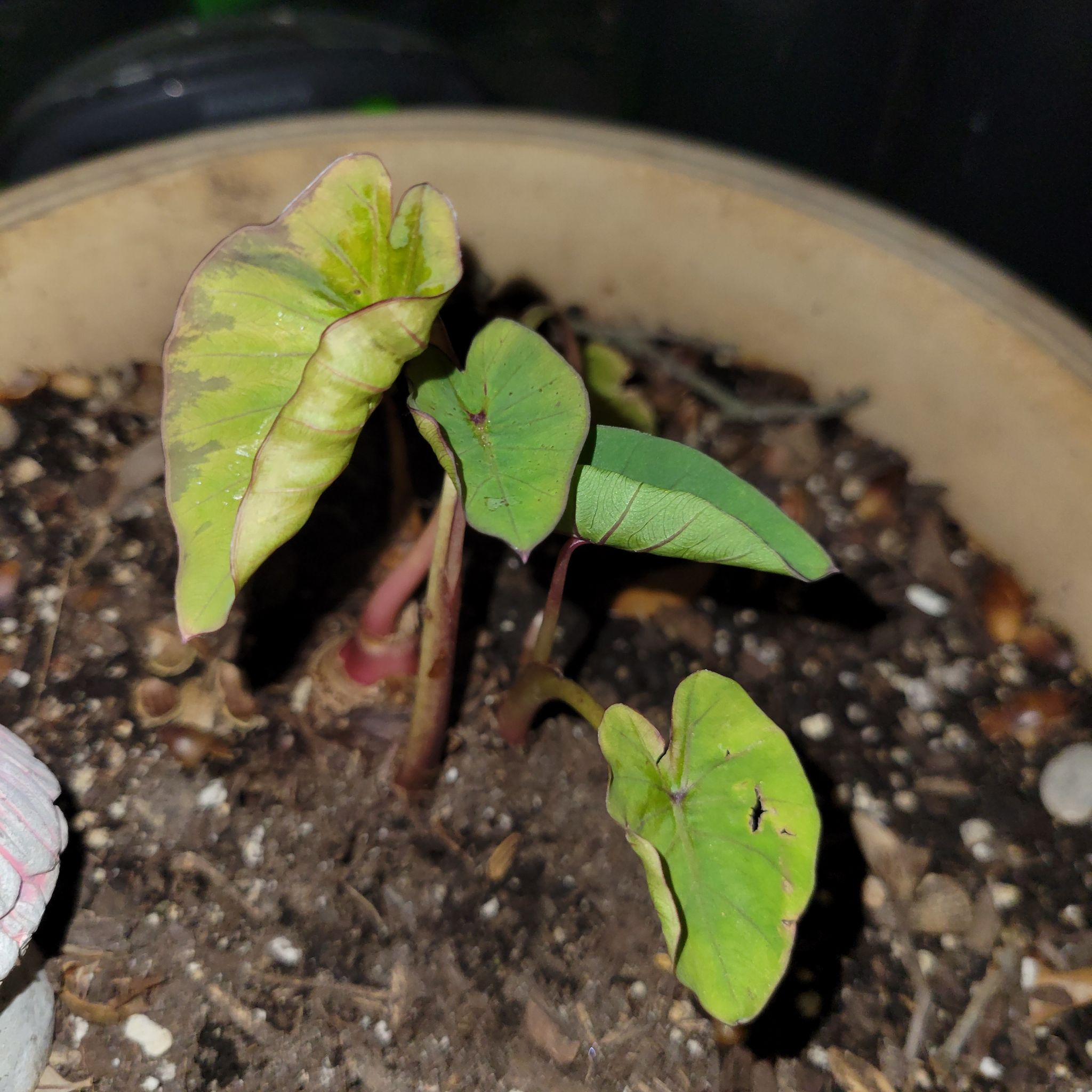 Photo of the plant species Blue Hawaii Elephant Ear by @skyhighsplants named HP on Greg, the plant care app
