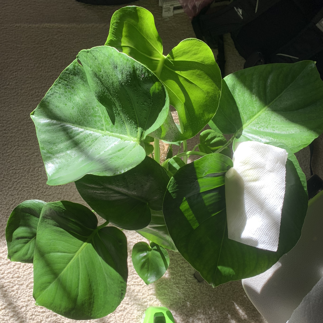 Monstera plant photo by @itsbea named Taro on Greg, the plant care app.