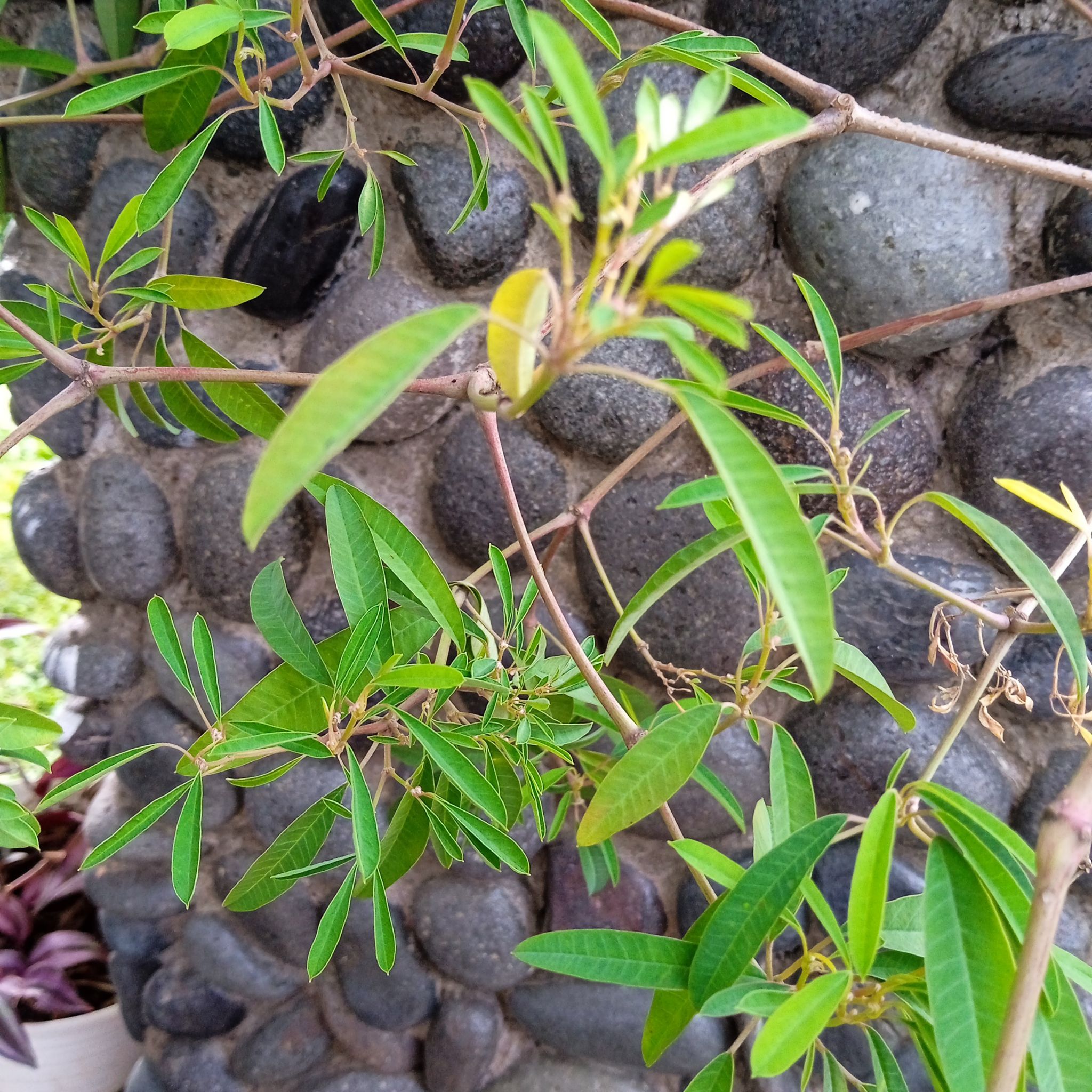 Photo of the plant species Little christmas flower by @AnewGuasca named Pohon beras on Greg, the plant care app
