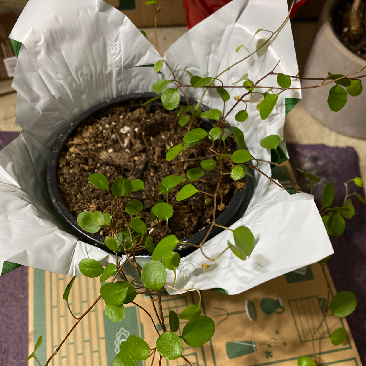 Sprawling Wirevine plant in a pot with visible soil, healthy green leaves.