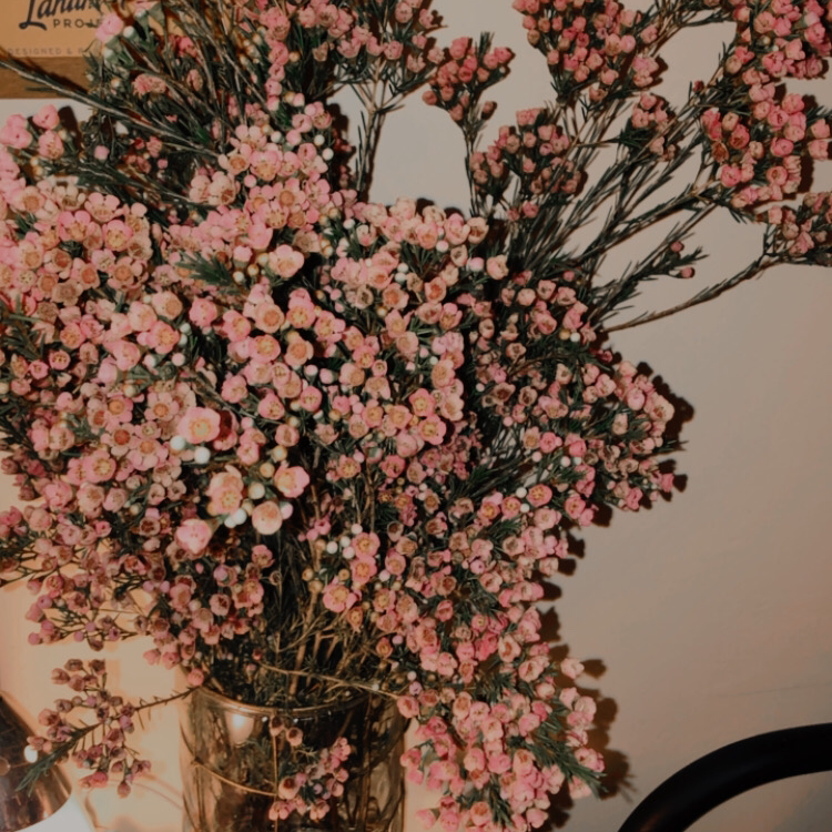 Photo of the plant species Geraldton waxflower by Joy named da Vinci on Greg, the plant care app