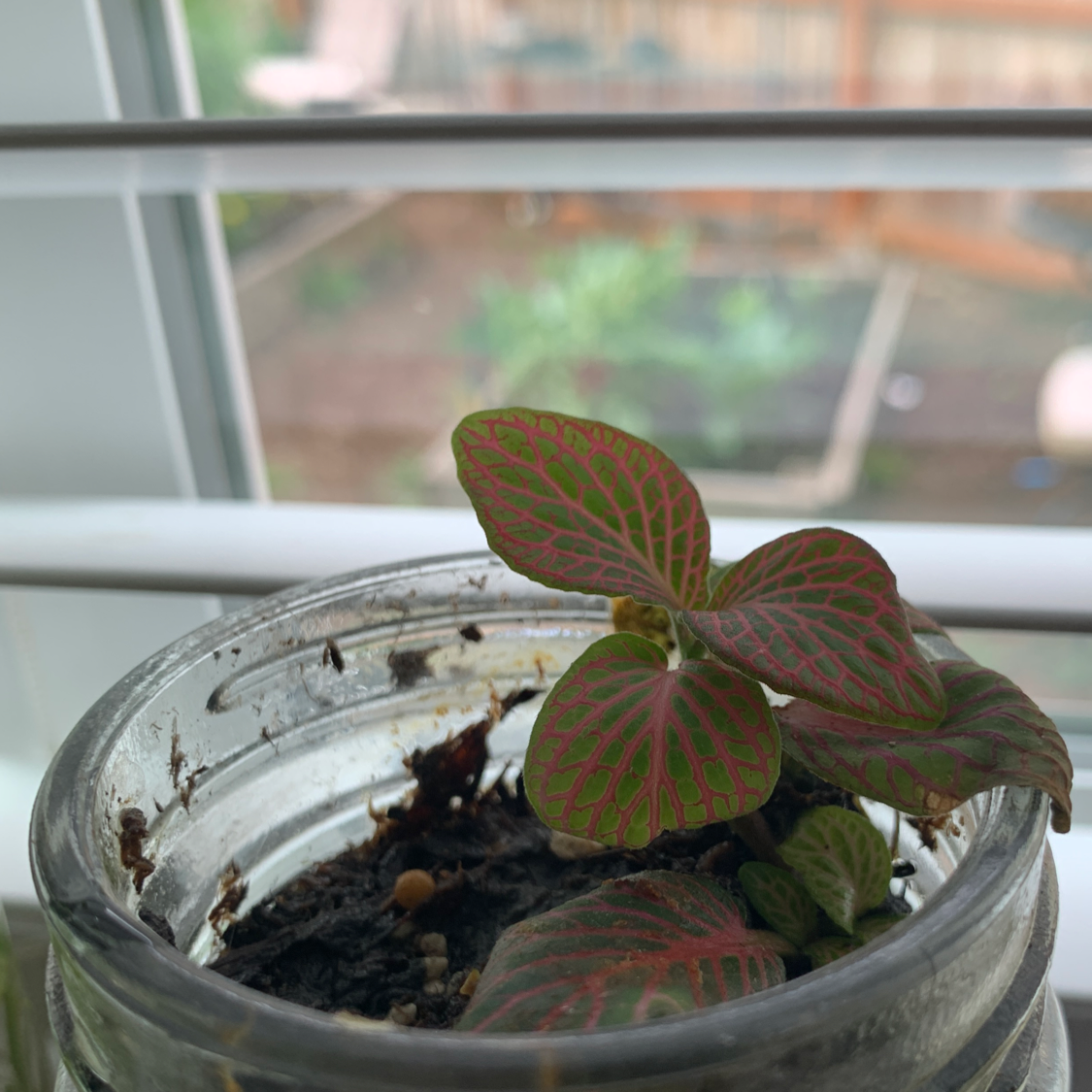 Nerve Plant plant photo by @rocksinmypockets named Peter on Greg, the plant care app.
