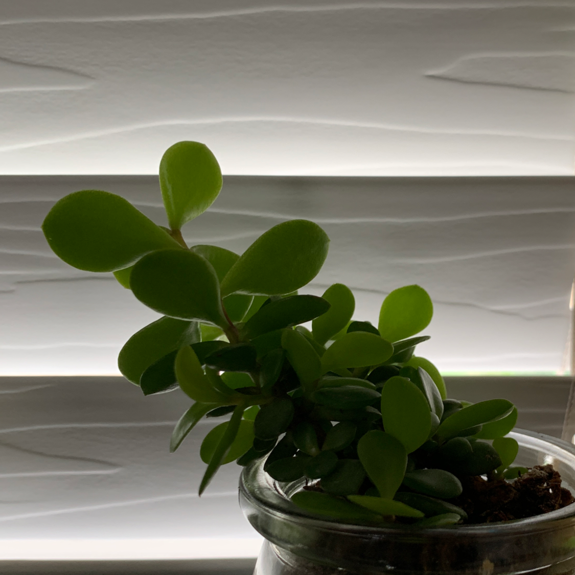 Baby Rubber Plant plant photo by @rocksinmypockets named Victor on Greg, the plant care app.