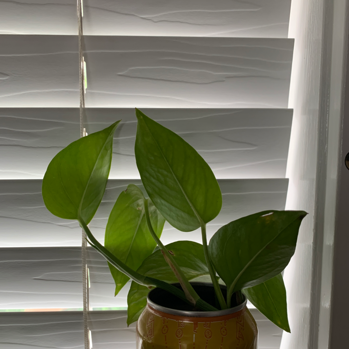 Taro Vine plant photo by @rocksinmypockets named Milo on Greg, the plant care app.