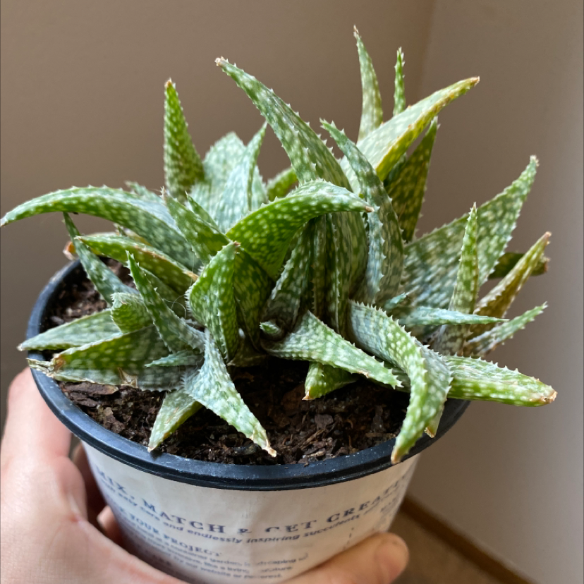 Broad-Leaved Aloe plant in a pot, held by a hand. The plant appears healthy.