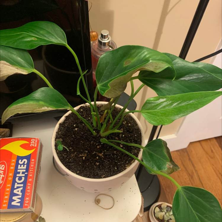 Healthy Painter's Palette plant with glossy green heart-shaped leaves in a white ceramic pot, with a matchbox for scale.