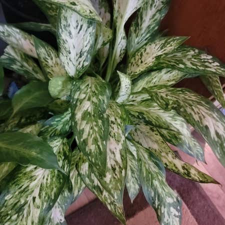 Photo of the plant species Dumb Cane Sparkles by Thatcarlchick named Seths Dumbcane on Greg, the plant care app