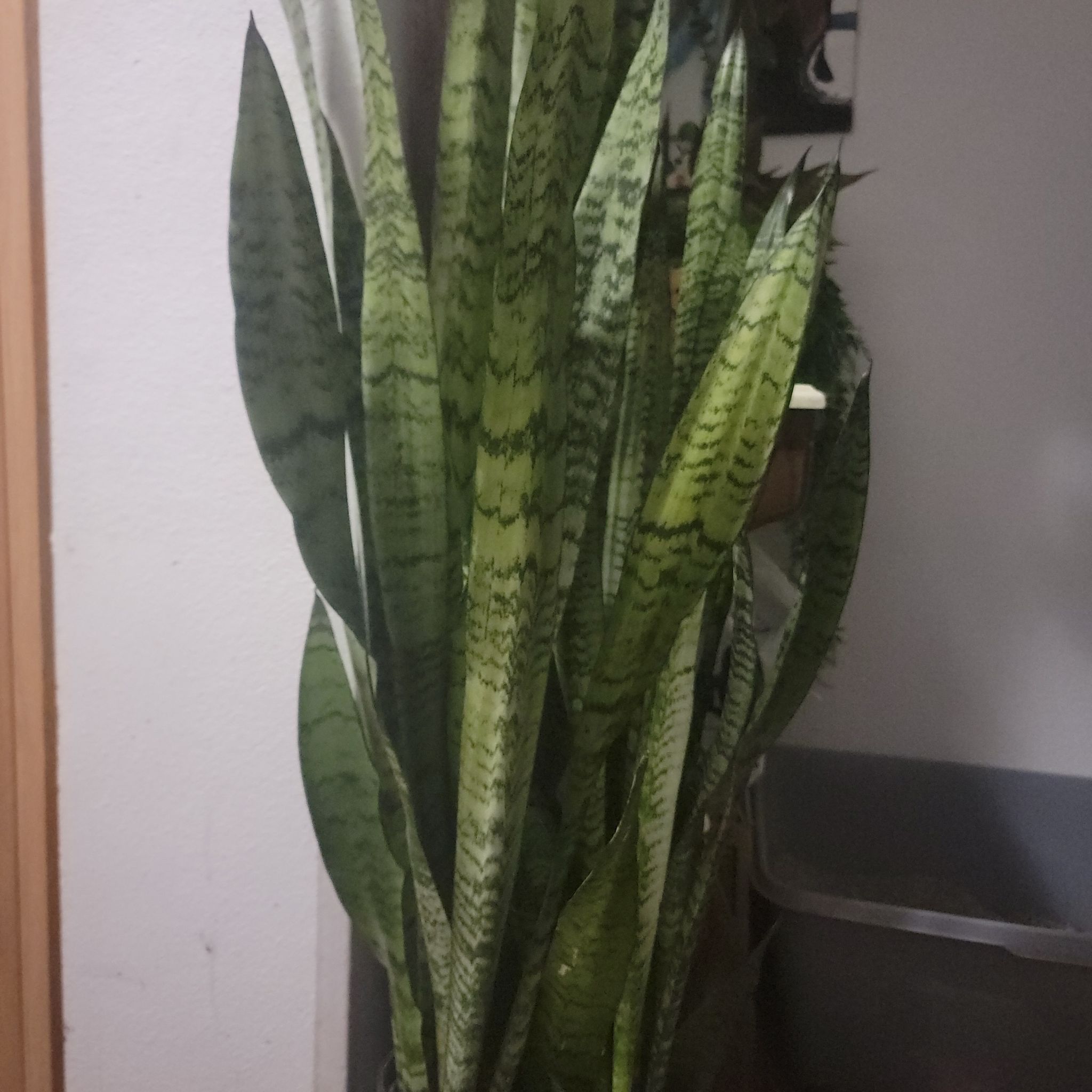 Plant care for Fat Leaf Snake Plant on Greg, the plant care app