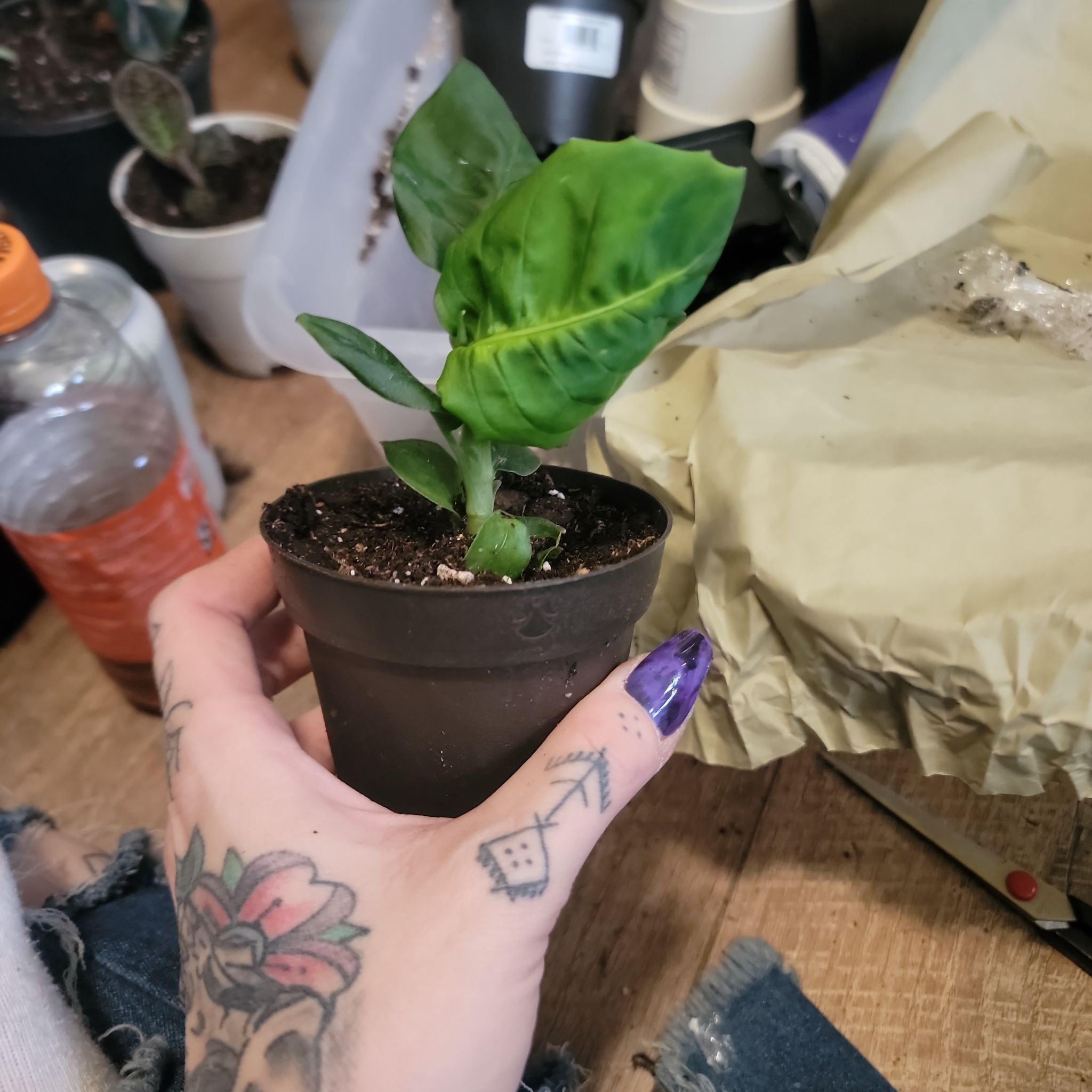 A healthy Dumb Cane 'Reflector' plant in a black pot, held by a tattooed hand.