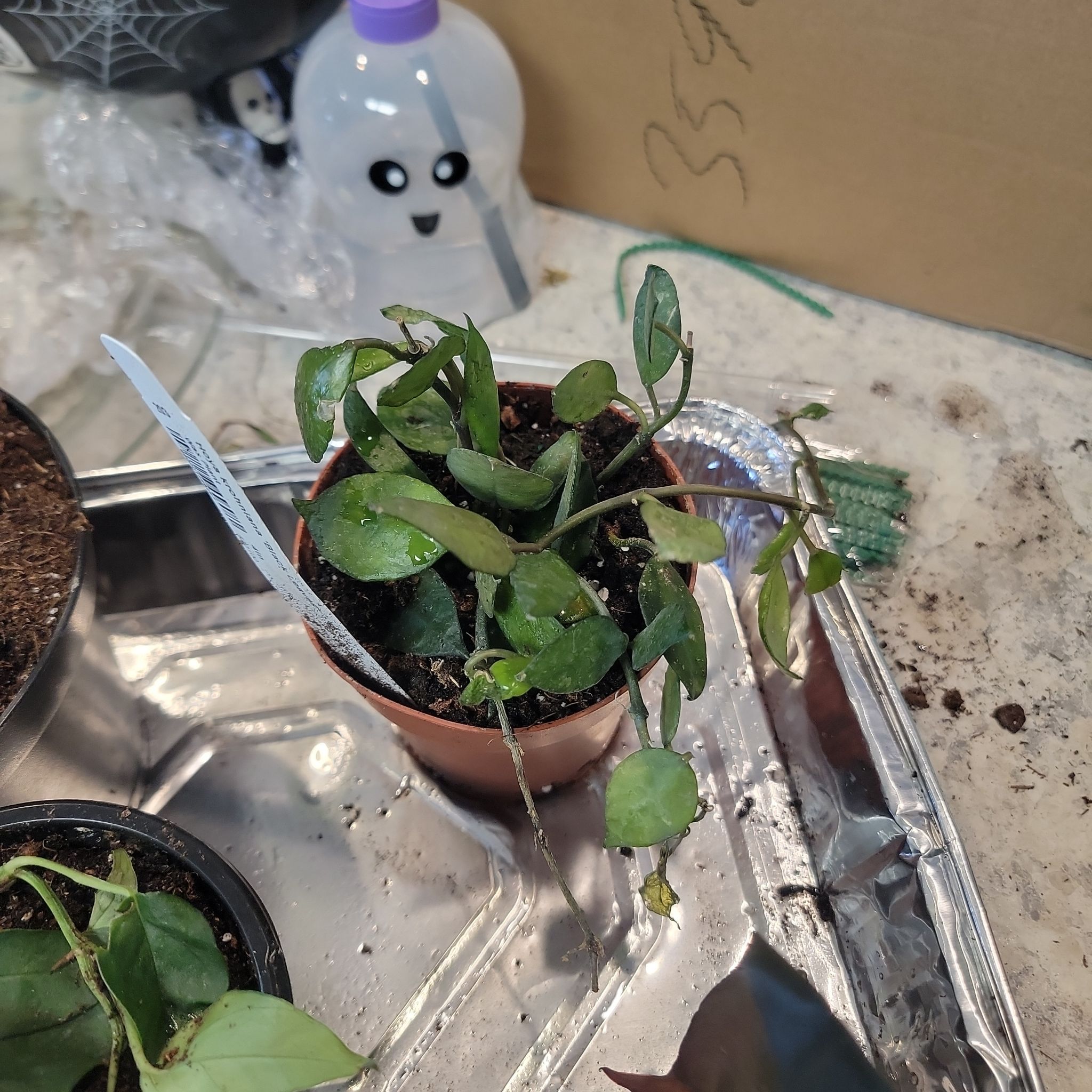 Potted Hoya krohniana black plant with visible soil and some leaf discoloration.