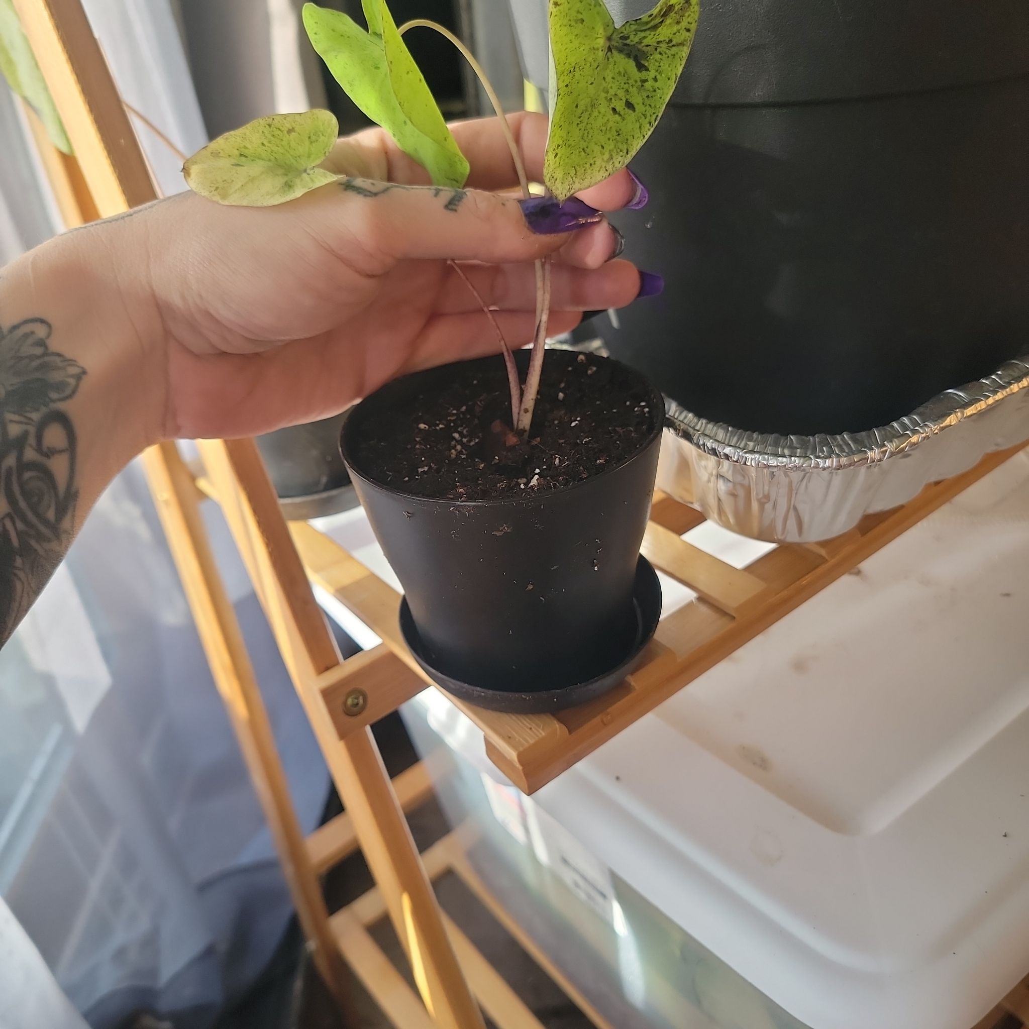 A Taro 'Mojito' plant in a small pot, held by a hand with visible tattoos.