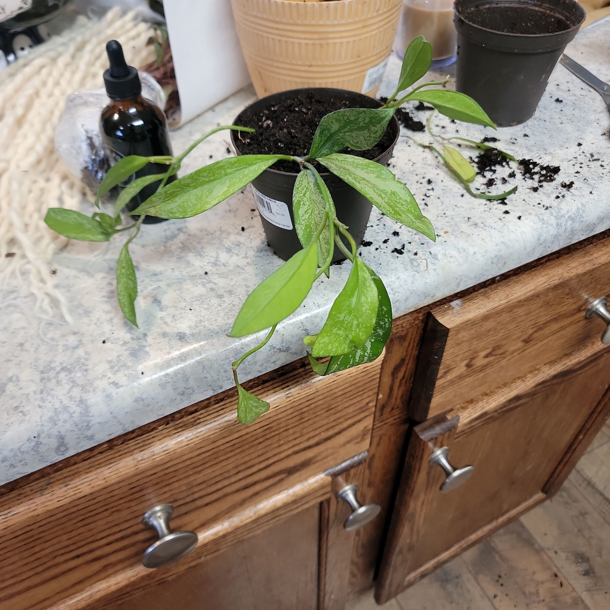 Hoya pubicalyx 'Splash' plant in a small pot on a countertop with visible soil.