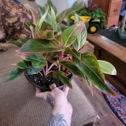 Siam Pink Chinese Evergreen plant
