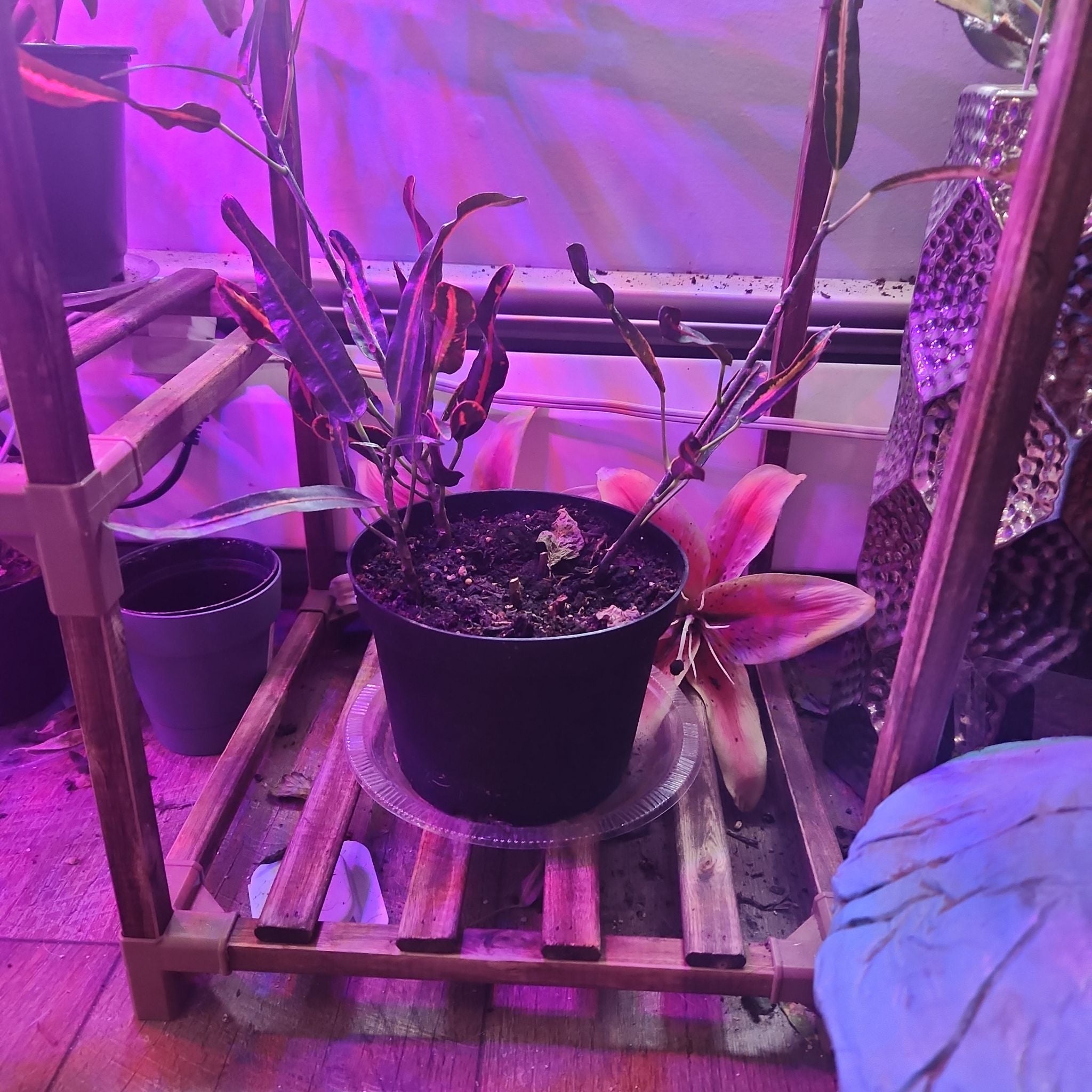 Why Are There Brown Spots on My Croton Curly Boy Leaves?