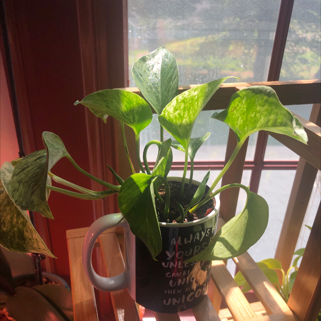 Snow Queen Pothos plant in a mug with vibrant green leaves and some variegation.