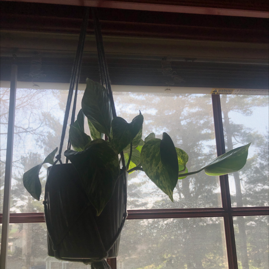 Snow Queen Pothos plant in a hanging pot with vibrant green leaves and white variegation.