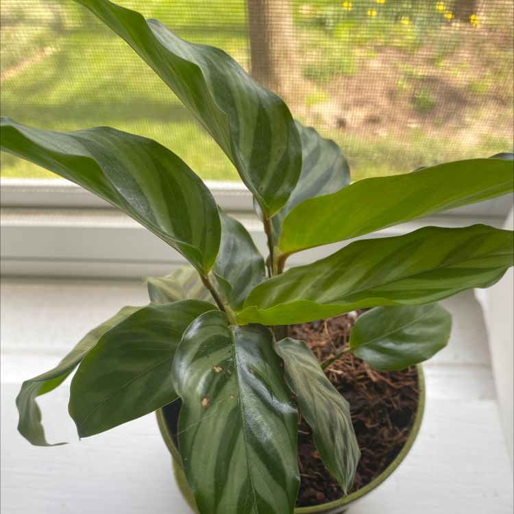 Golden Mosaic Plant with vibrant green leaves in a pot near a window.