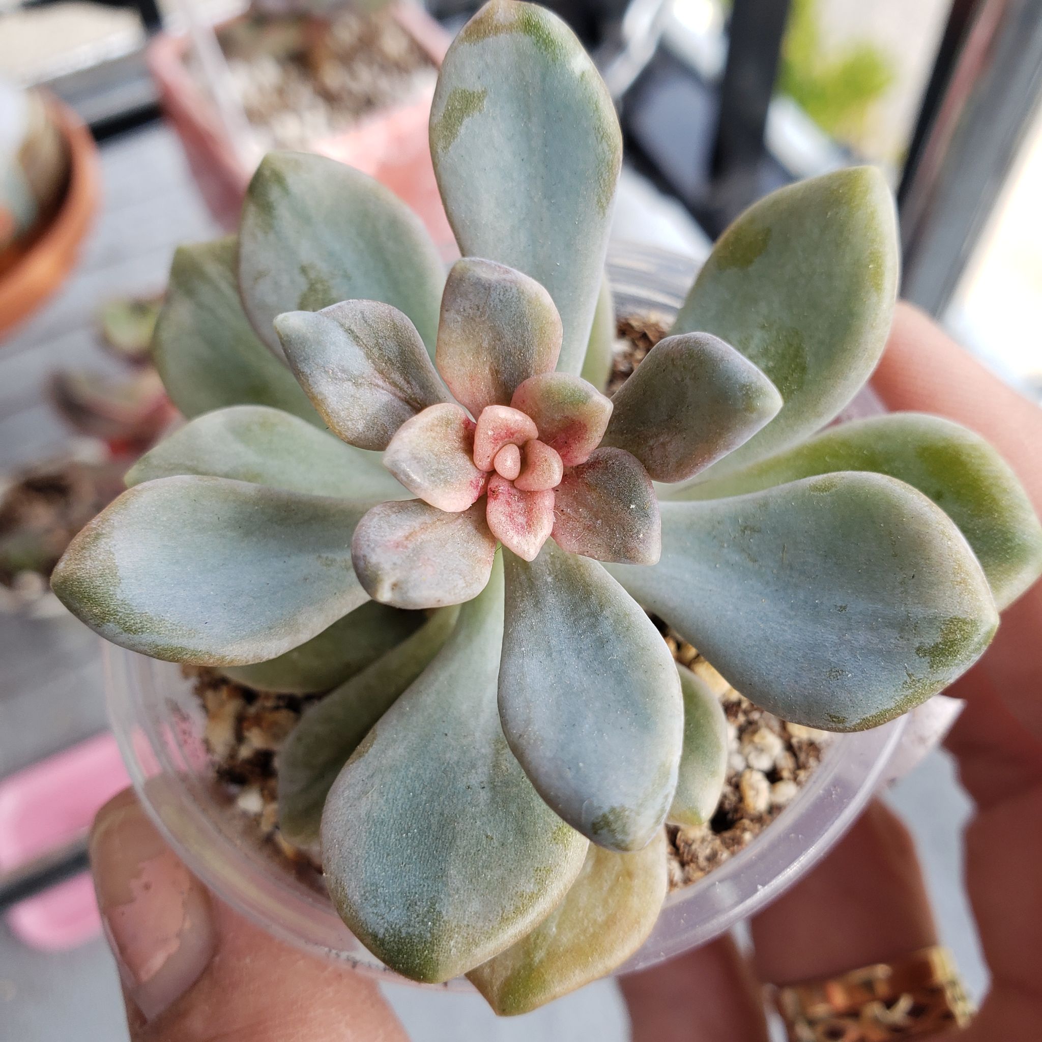 Photo of the plant species Pachyveria Pachyphytoides by @karmynsprops named Pachy on Greg, the plant care app