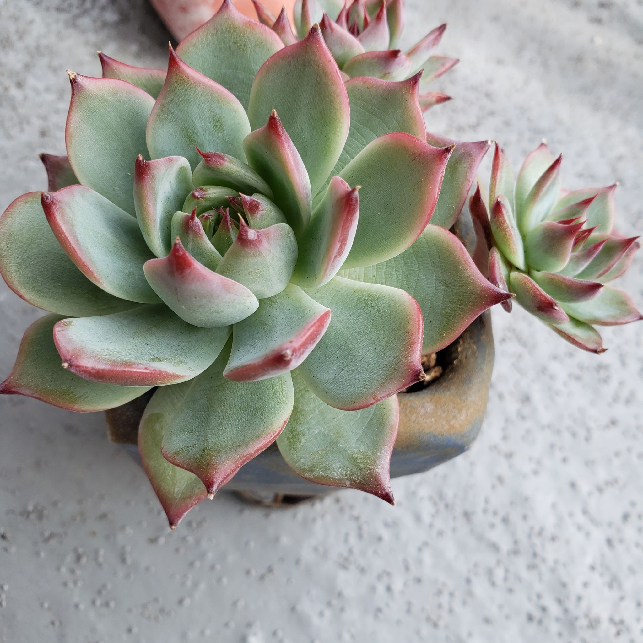 Echeveria chihuahuaensis succulent with green leaves and red tips in a pot.