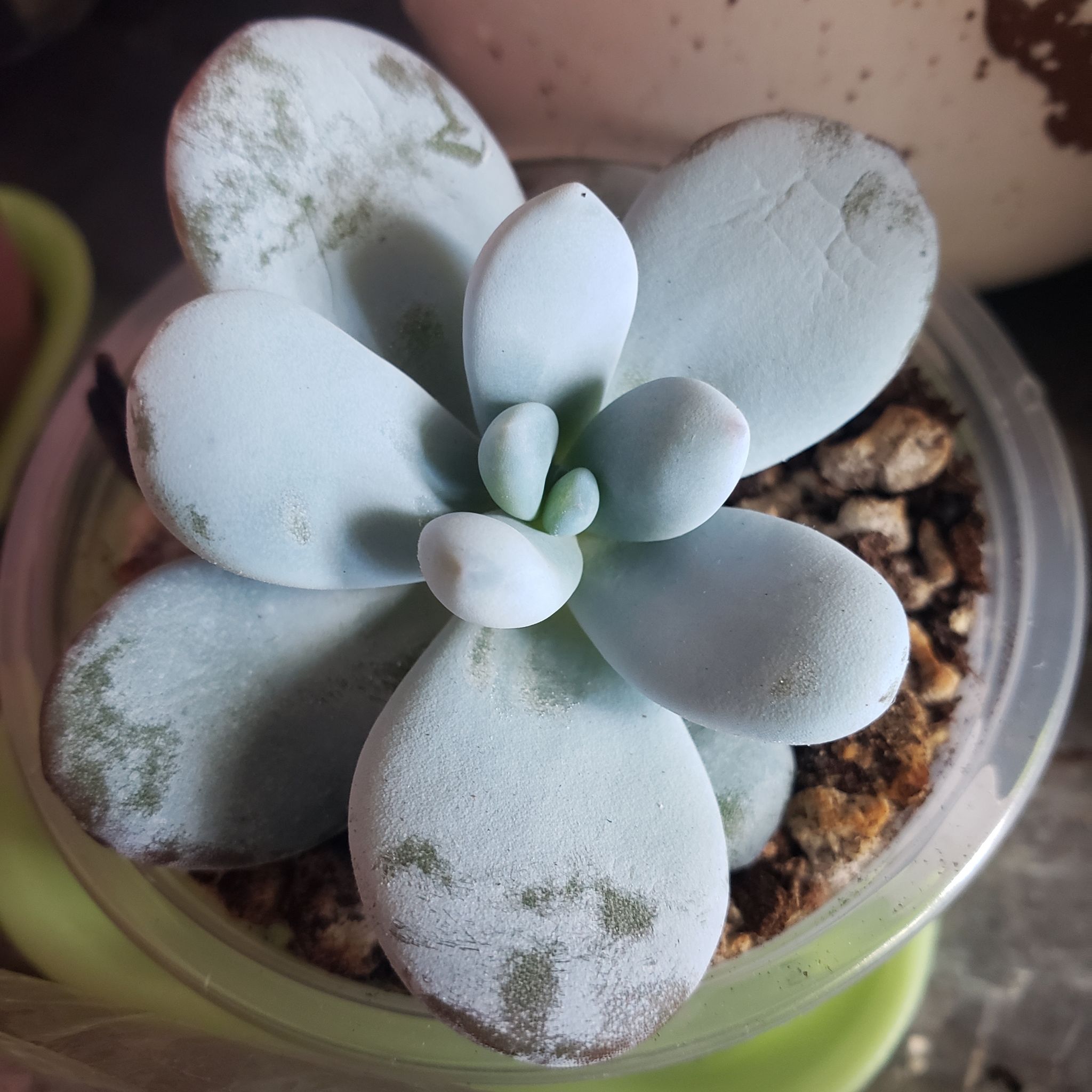 Photo of the plant species Moonstone by @karmynsprops named Pachyphytum Amazoness on Greg, the plant care app