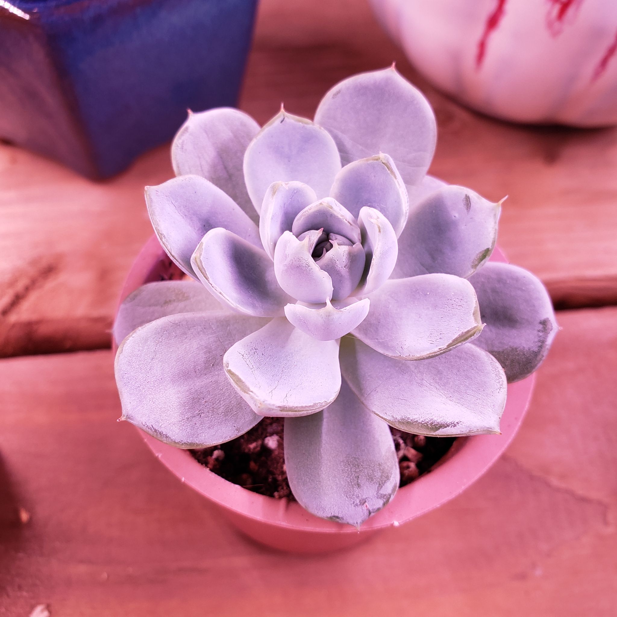 Photo of the plant species Snow Bunny Echeveria by @karmynsprops named Bunbun on Greg, the plant care app