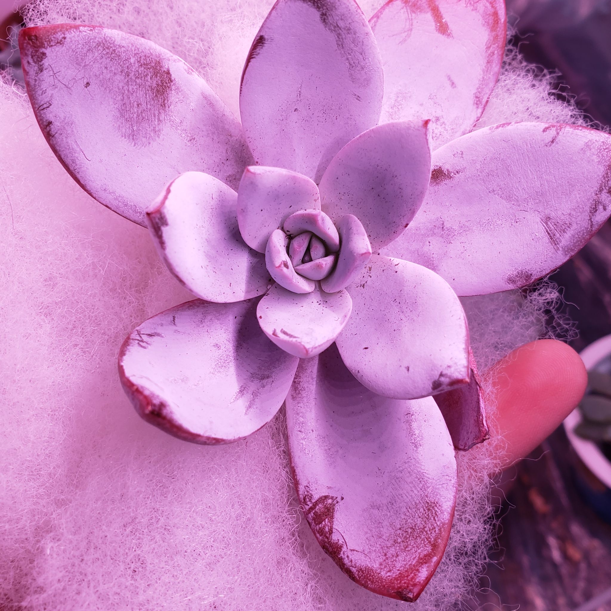 Photo of the plant species Echeveria 'White Lotus' by @karmynsprops named Echeveria 'White Lover' on Greg, the plant care app