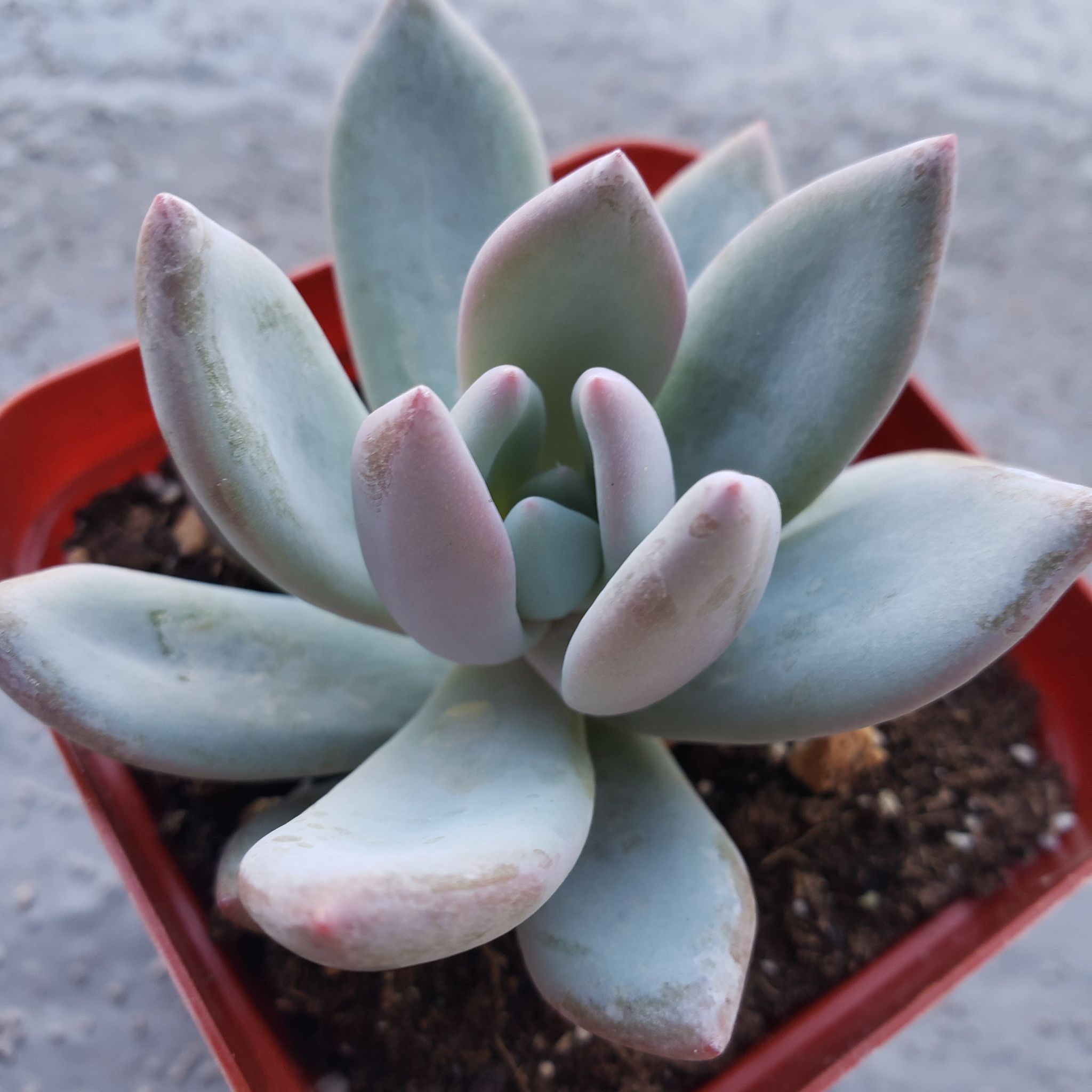 Pachyveria 'Powder Puff' succulent in a red pot with visible soil.