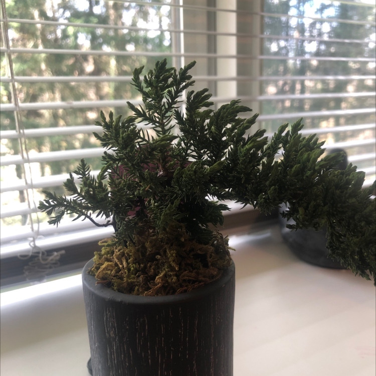 Blue Star Juniper plant in a pot on a windowsill with natural light.