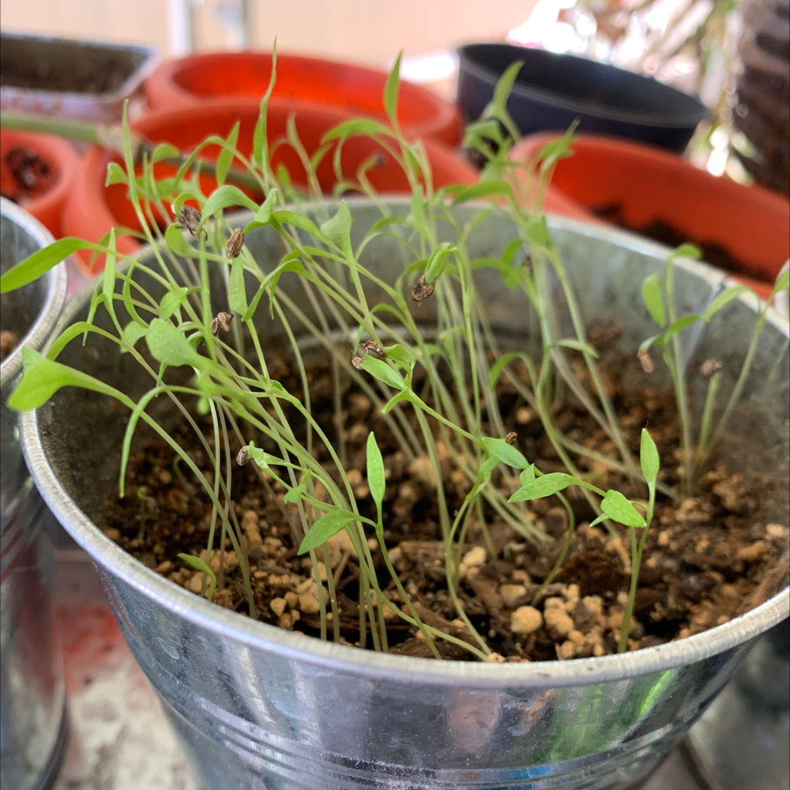 Young Italian Parsley seedlings in a metal container with visible soil.