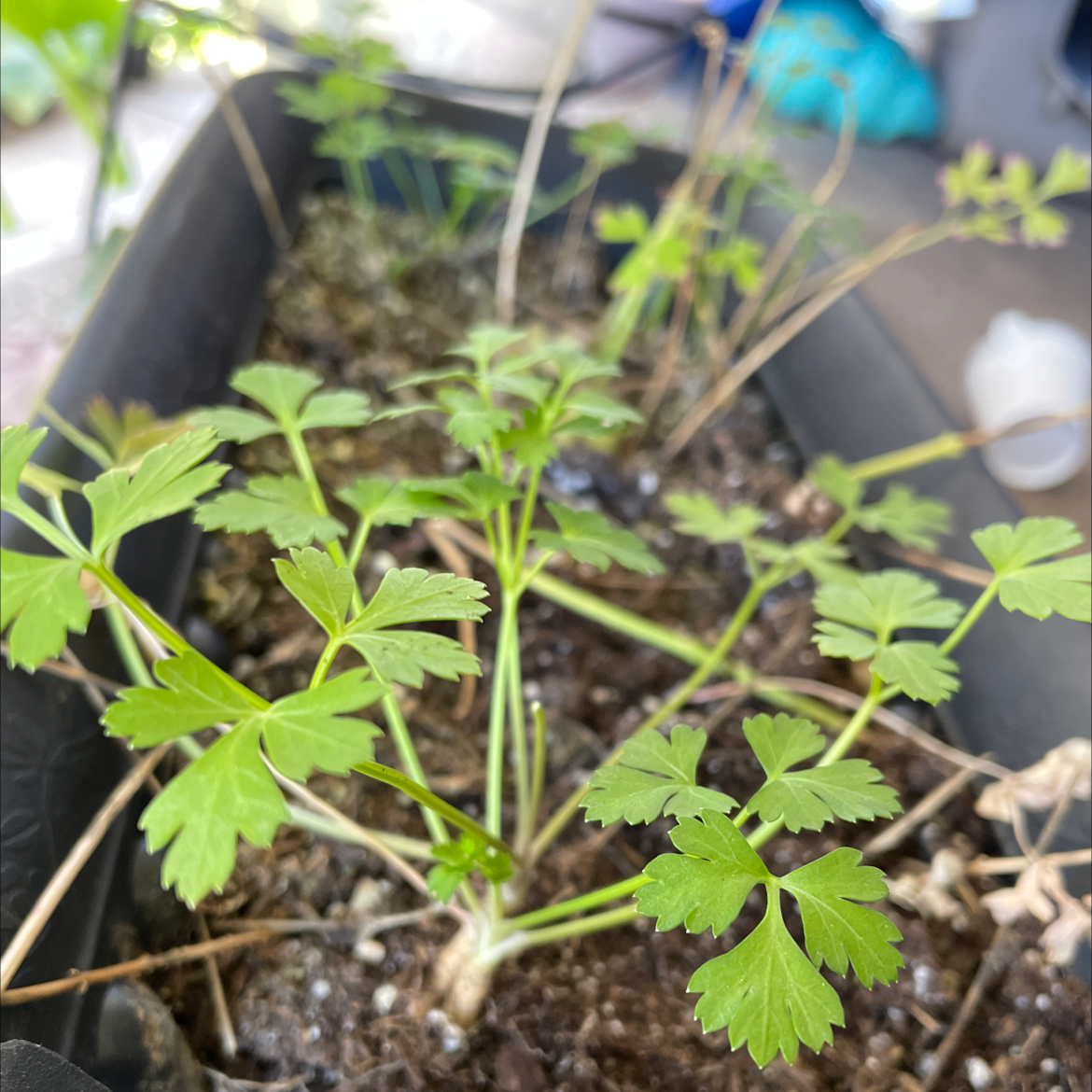 Young Italian Parsley plant in a rectangular container with visible soil.