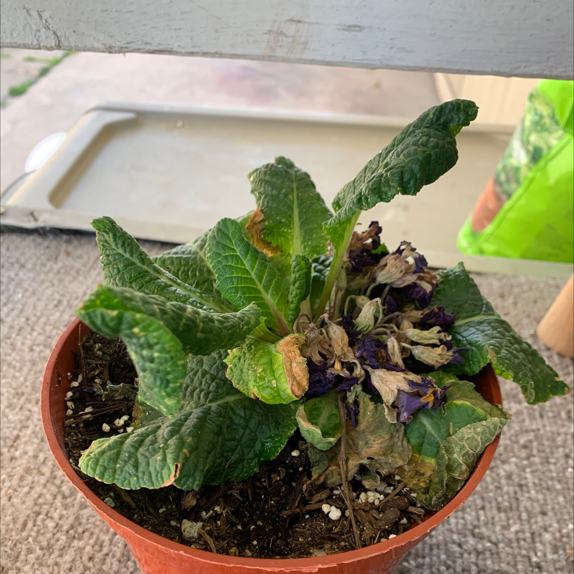 A healthy potted wild cabbage plant with crinkly green leaves in a rosette, planted in a red clay pot.