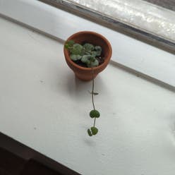 Chain of Hearts plant