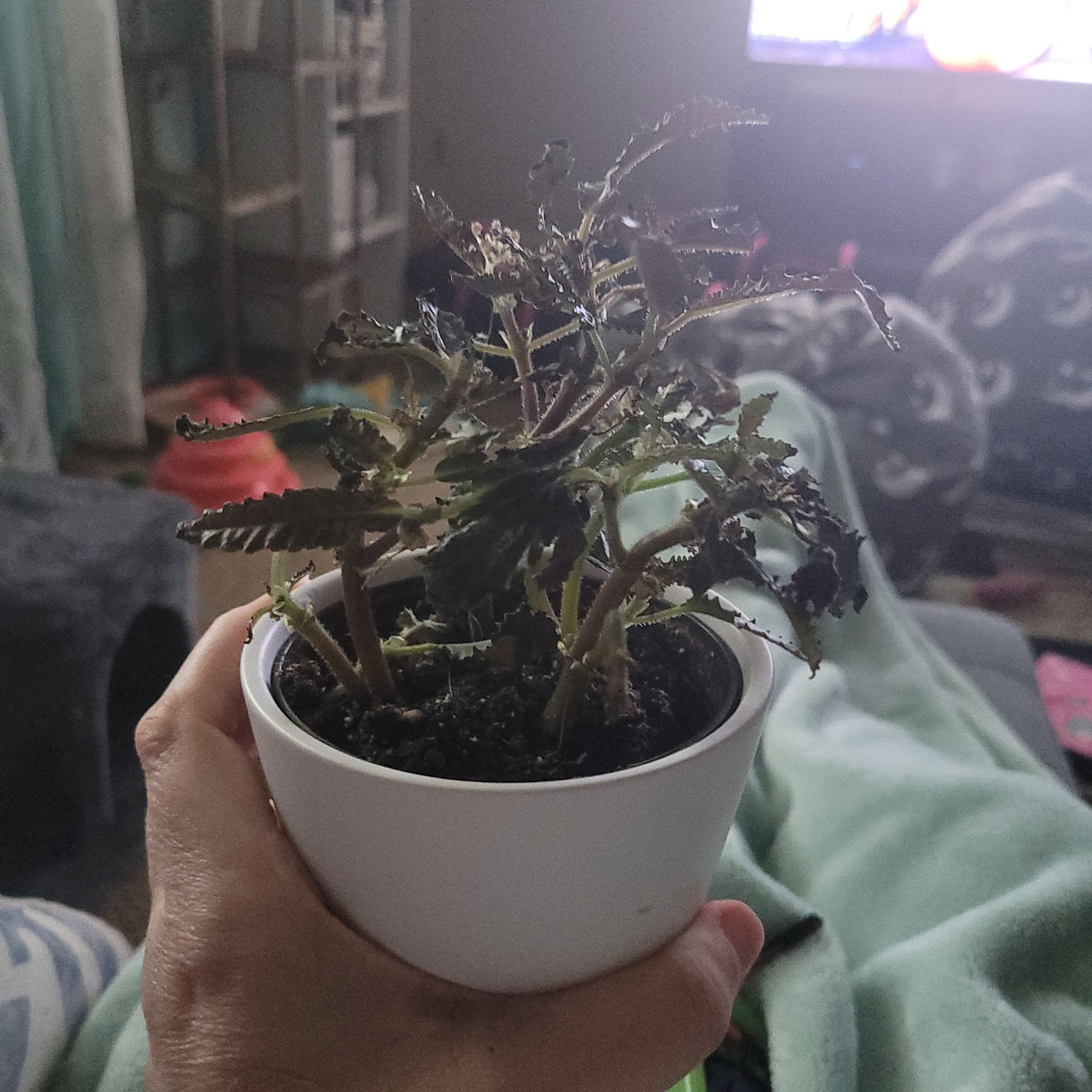 A Friendship Plant in a white pot held by a hand, with some leaf browning visible.