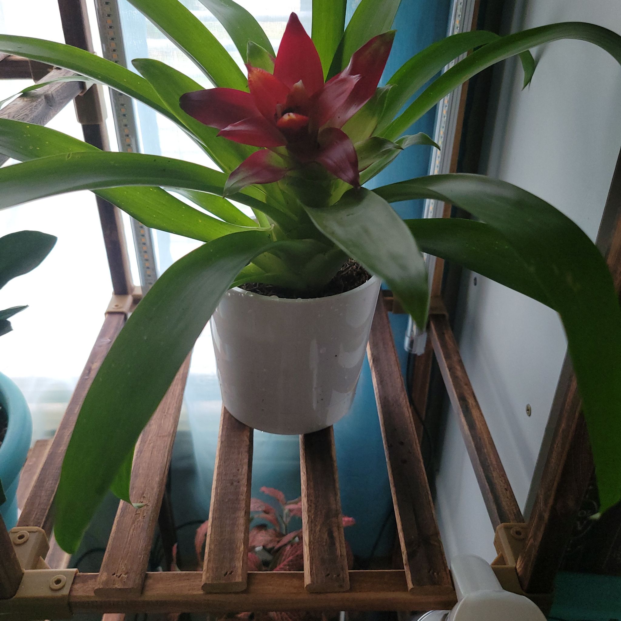 Guzmania Bromeliad plant in a white pot with a red flower, placed on a wooden shelf.