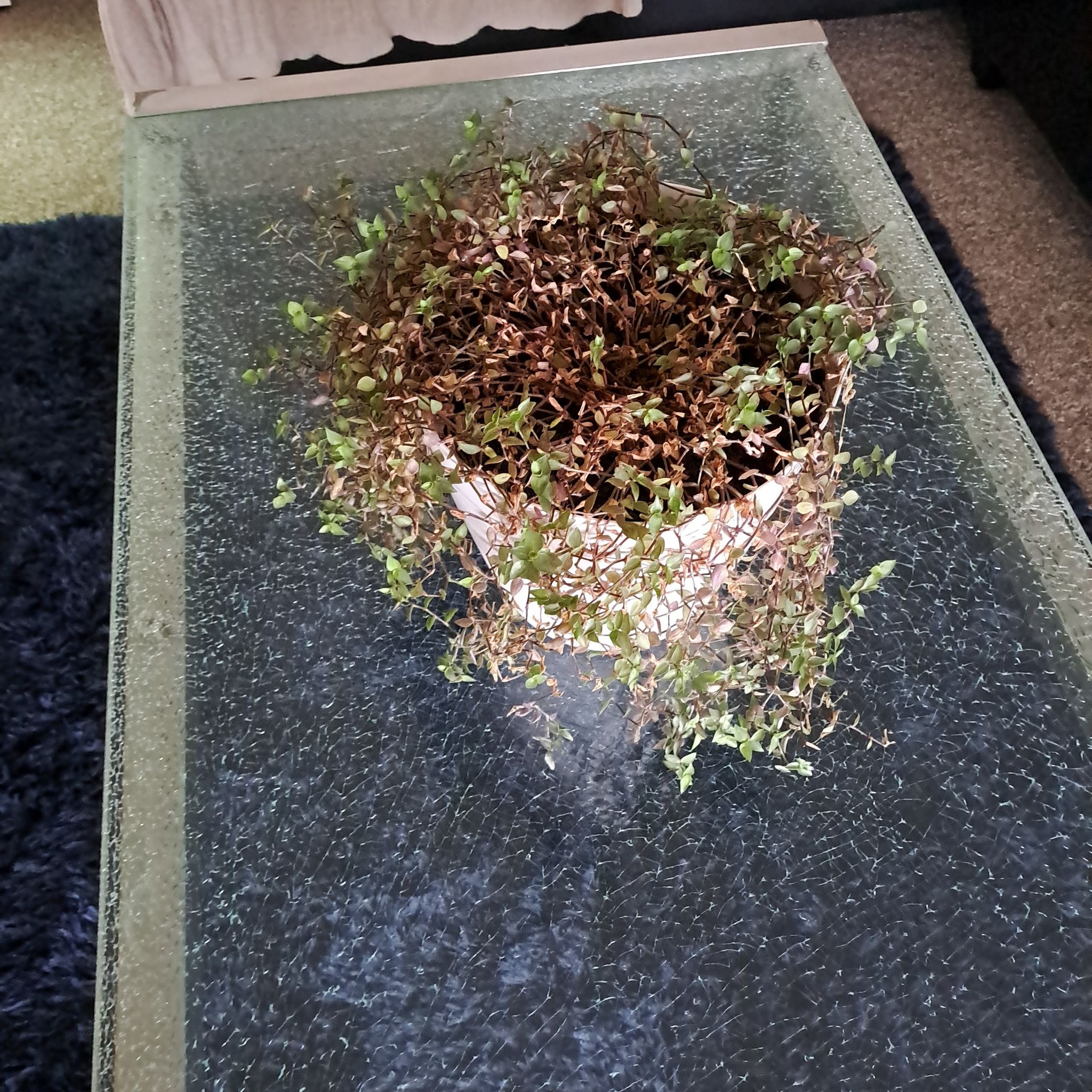 Photo of the plant species Bubble Plant by @HeroicTorgrass named Bigleef Smalls on Greg, the plant care app