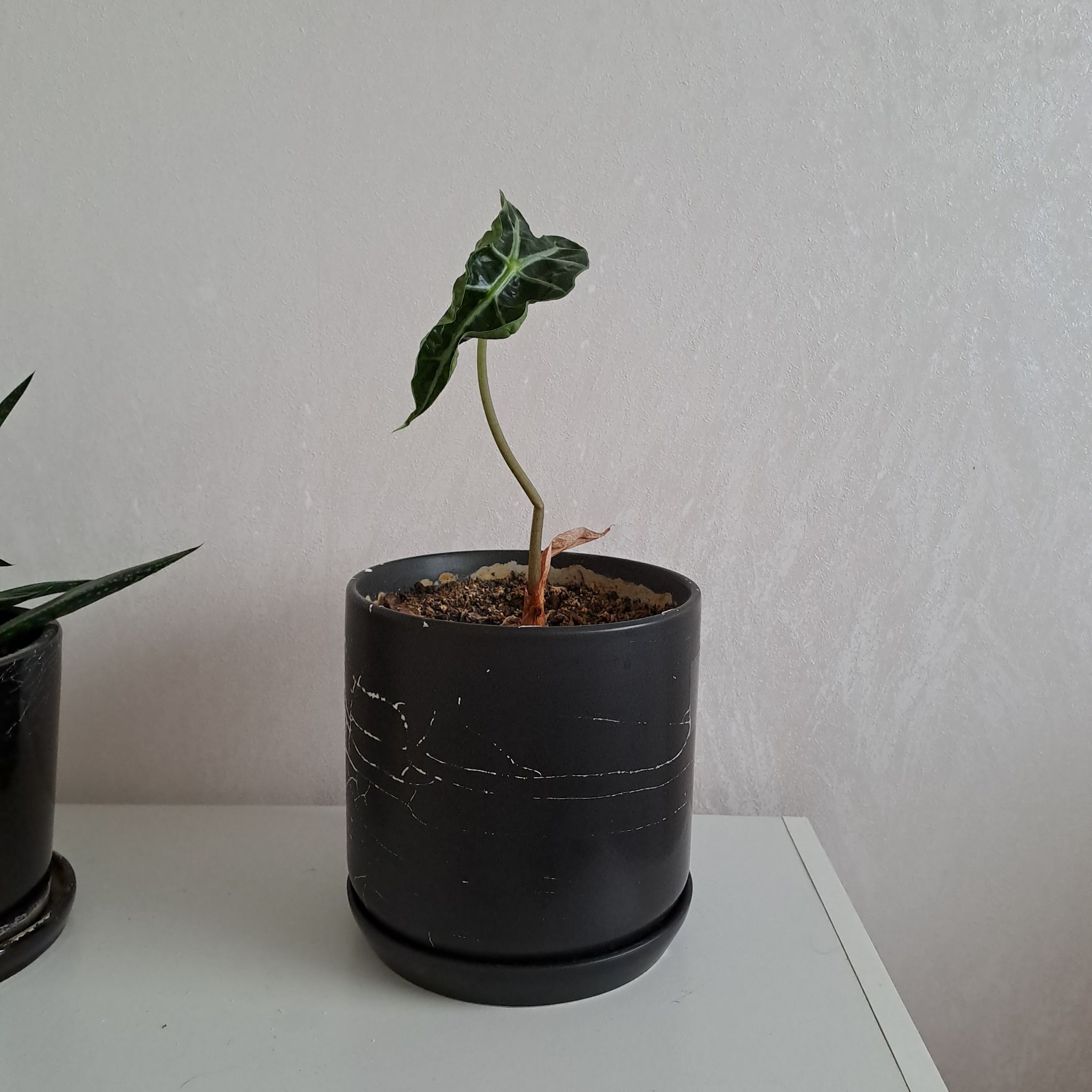 A Kris Plant in a black pot with visible soil, well-framed and centered.