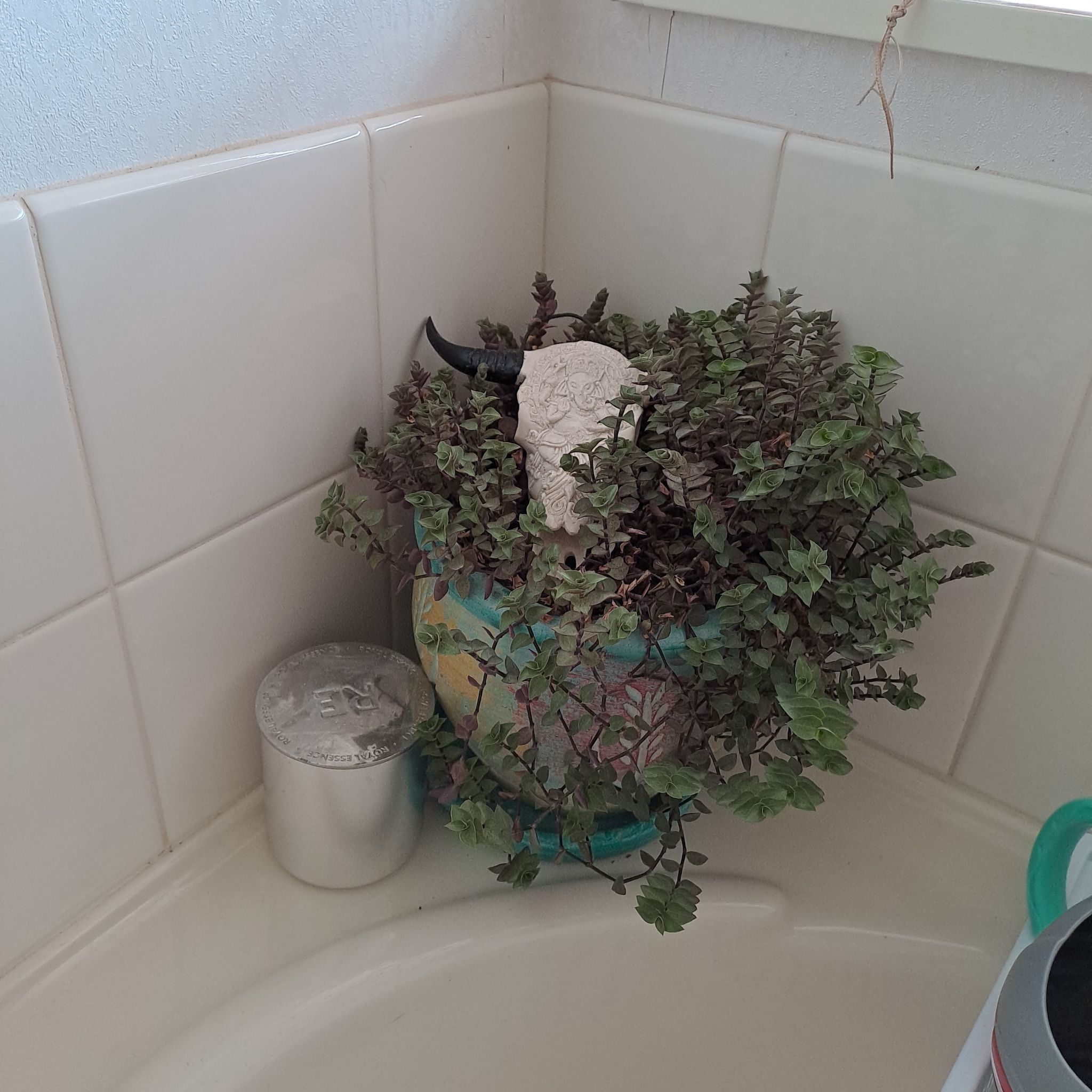 Photo of the plant species Bubble Plant by @HeroicTorgrass named Figyonce on Greg, the plant care app