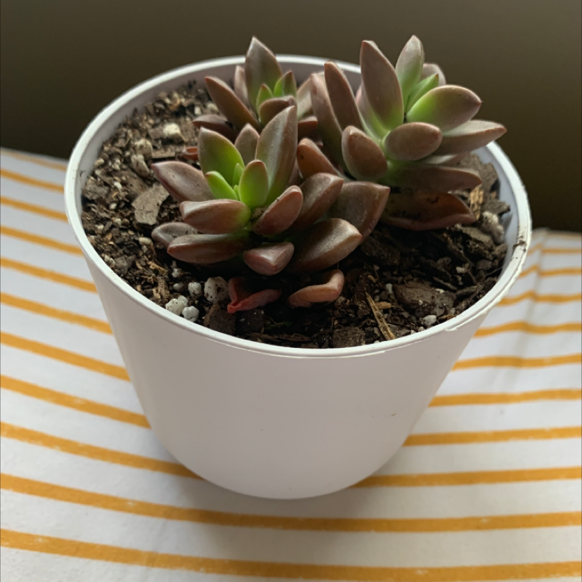 Graptosedum 'Bronze' plant in a white pot with visible soil, healthy and well-framed.