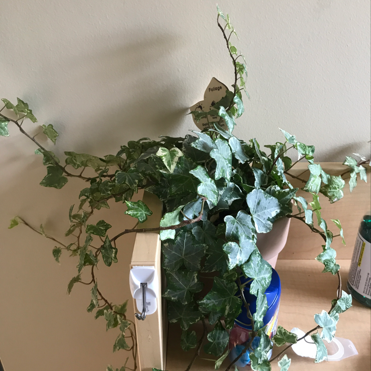 Healthy English Ivy plant growing along a wall indoors, with green variegated leaves and trailing vines.