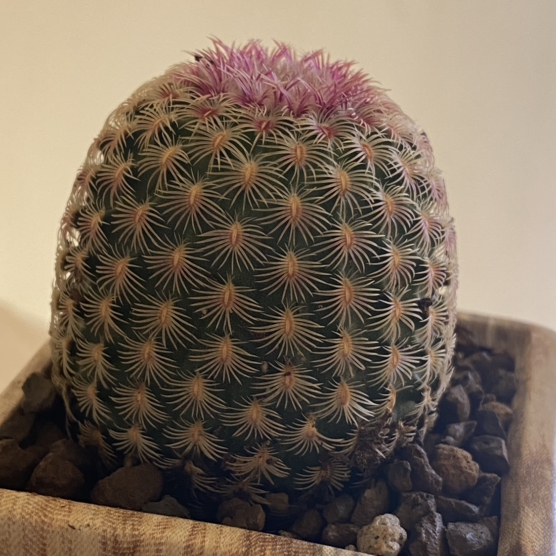Arizona Rainbow Cactus with pinkish growth on top, in a pot with visible soil.