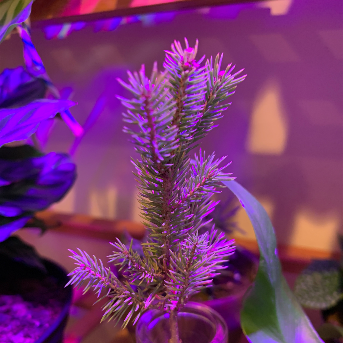 Photo of the plant species White Fir by @erynschmeck1 named Tree on Greg, the plant care app