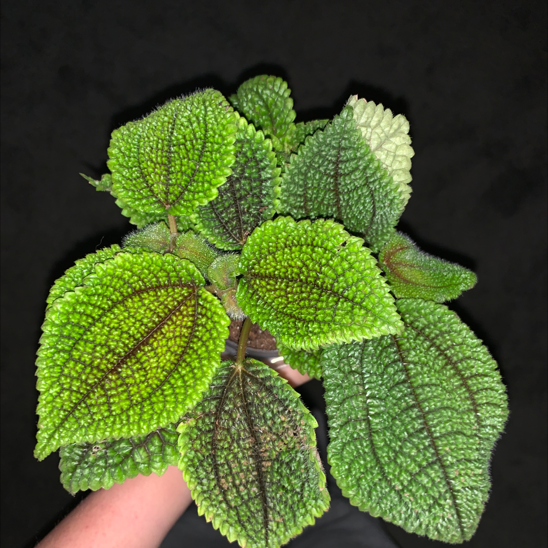 Pilea mollis plant with textured green leaves, held by a hand.