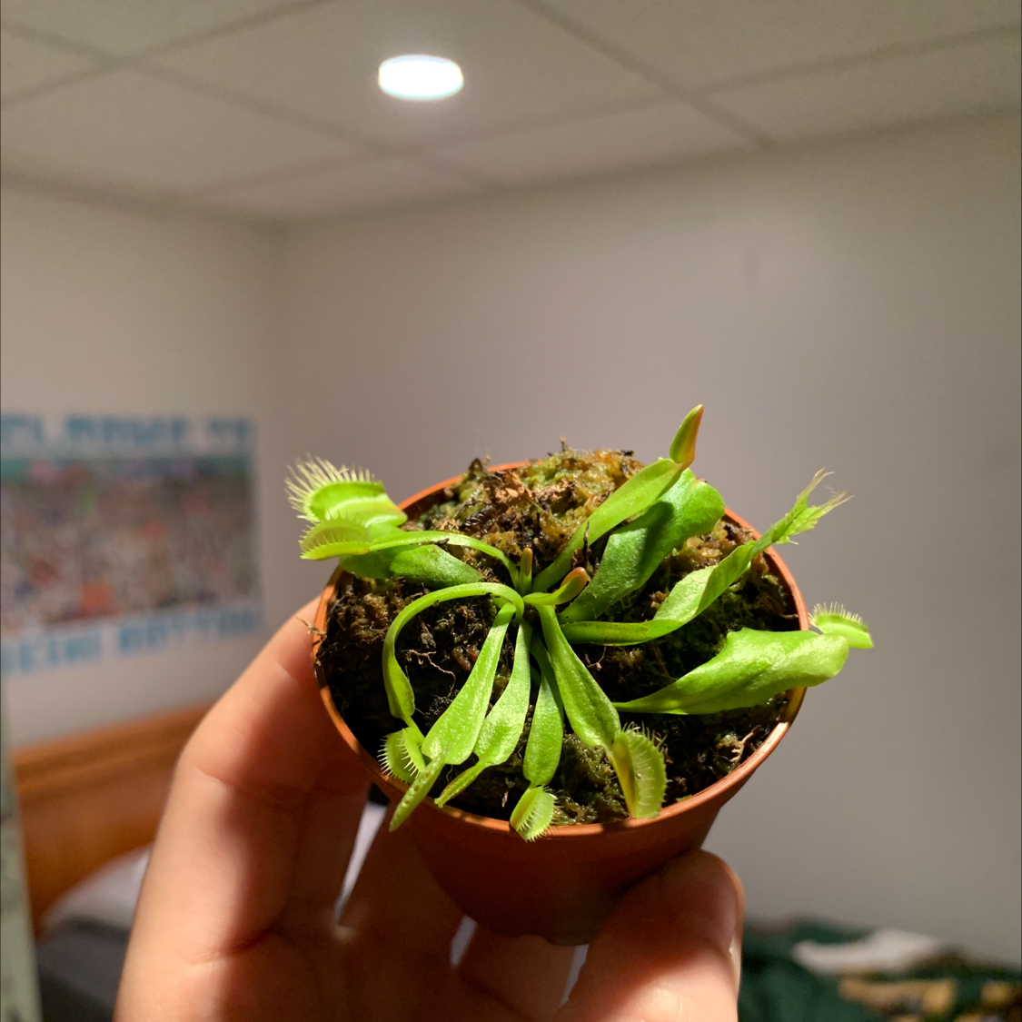 Red Piranha plant photo by @erynschmeck1 named Sara Paulson on Greg, the plant care app.