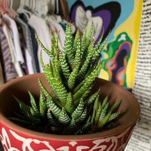 Zebra Plant plant photo by @erynschmeck1 named Karen & Penny & Sharon on Greg, the plant care app.