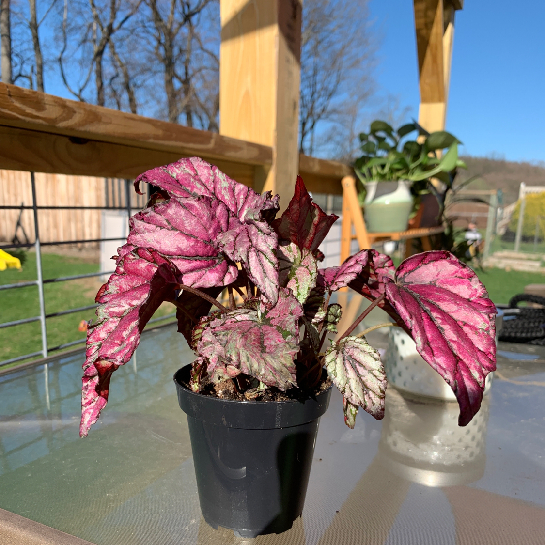 Rex Begonia plant photo by @erynschmeck1 named Medium Rare on Greg, the plant care app.