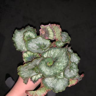Rex Begonia plant in Tunkhannock, Pennsylvania