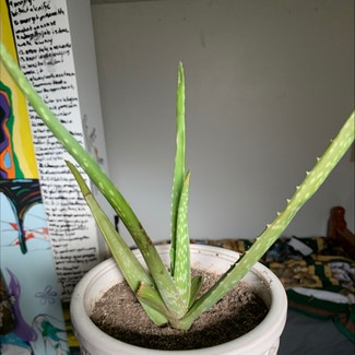 Aloe Vera plant in Tunkhannock, Pennsylvania