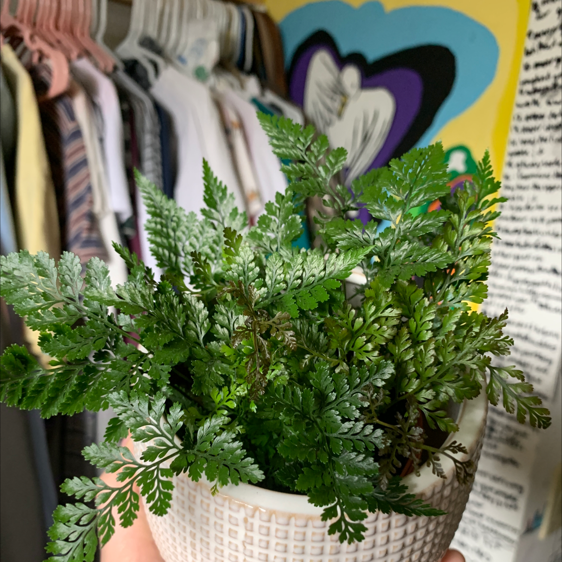 Photo of the plant species Rumohra Adiantiformis by @erynschmeck1 named Alcoholics Anonymous on Greg, the plant care app