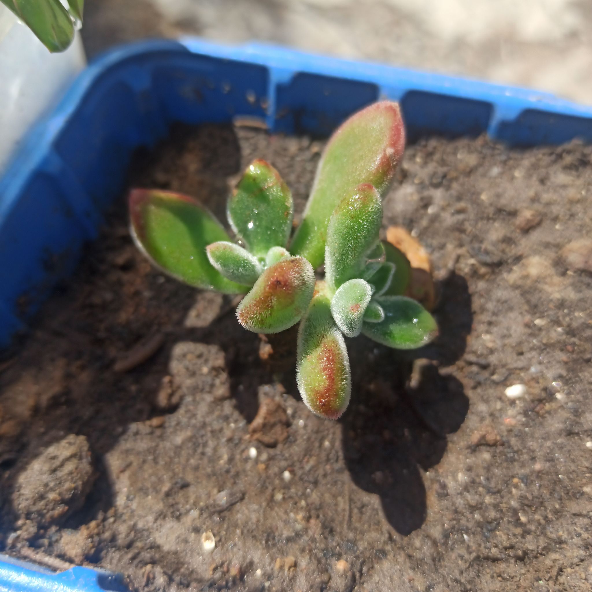 A healthy Plush Plant succulent in a blue container with visible soil.